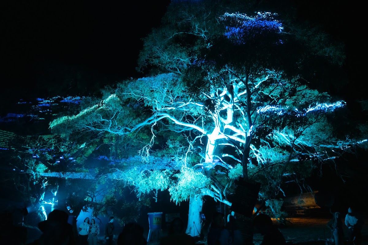 Frequency Forest festival